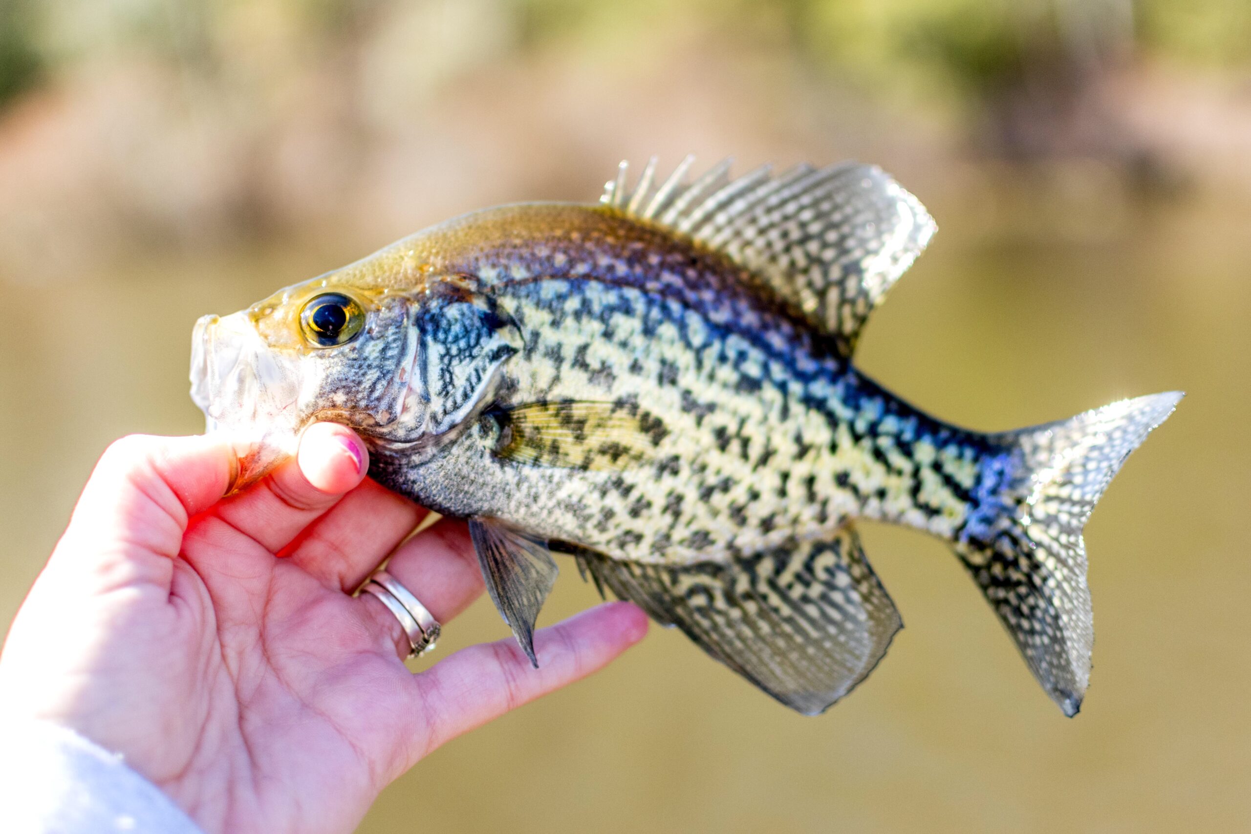 The Best Crappie Fishing Lakes in Missouri: A Guide for Anglers